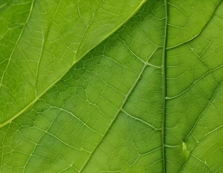 Top Left