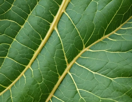 Top Left